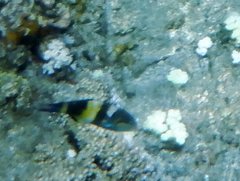 Thalassoma jansenii
