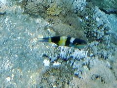 Thalassoma jansenii