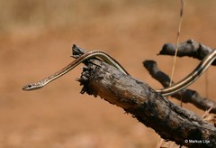 Psammophis subtaeniatus
