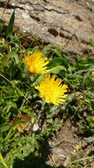 Hieracium villosum