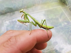 Stagmomantis carolina