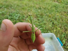Stagmomantis carolina