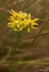 Asclepias aurea