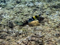 Thalassoma jansenii