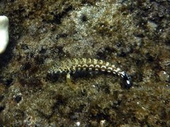 Parapercis millepunctata