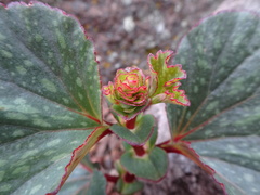 Begonia tapatia