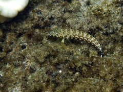 Parapercis millepunctata