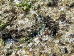 Halichoeres margaritaceus