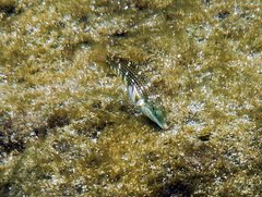 Halichoeres margaritaceus