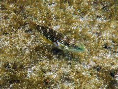 Halichoeres margaritaceus