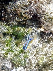 Chrysiptera brownriggii