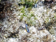 Chrysiptera brownriggii