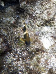 Chrysiptera brownriggii