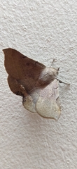 Lepidoptera