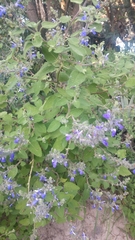 Salvia melissodora