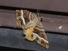 Chrysolarentia vicissata