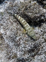 Parapercis millepunctata