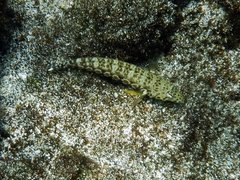 Parapercis millepunctata