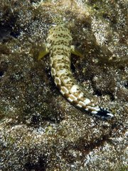 Parapercis millepunctata