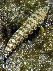 Parapercis millepunctata