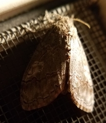 Dasychira obliquata