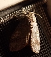 Dasychira obliquata