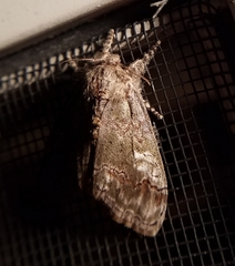 Dasychira obliquata