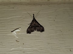 Palthis asopialis