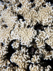 Porites rus