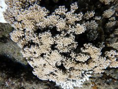 Porites rus