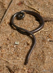 Leptotyphlopidae