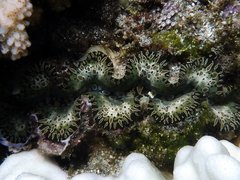 Tridacna noae