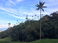 Ceroxylon quindiuense