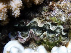 Tridacna noae