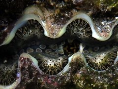 Tridacna noae