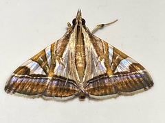 Agrioglypta