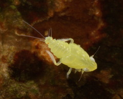 Tropiduchidae