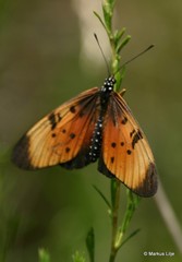 Acraea natalica