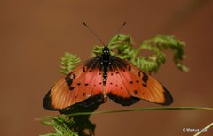 Acraea natalica