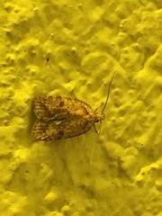Agonopterix thelmae