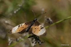 Acraea natalica