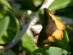 Eurytela dryope angulata