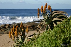 Aloe thraskii