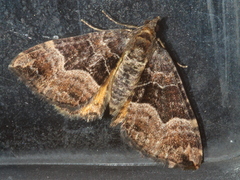 Chrysolarentia lucidulata