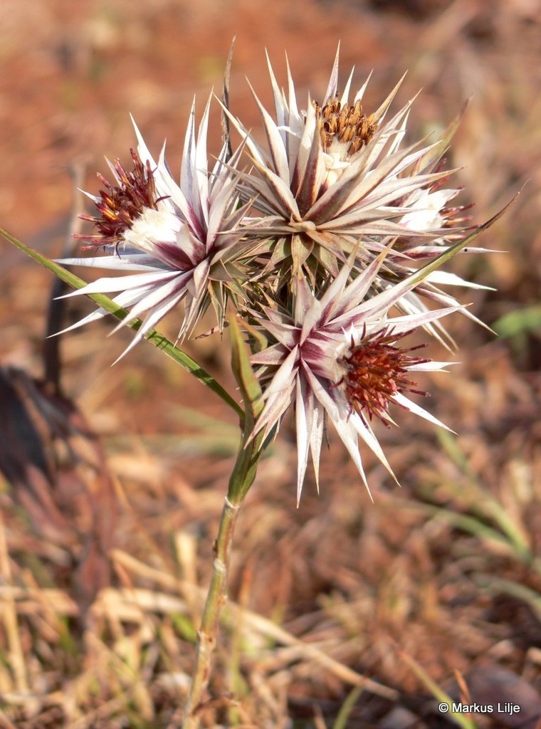 Sharp Dollprotea
