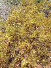 Arctostaphylos pungens