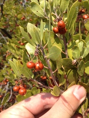 Arctostaphylos pungens