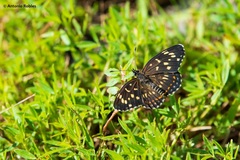Chlosyne theona brocki