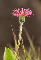 Gerbera viridifolia