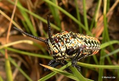 Pyrgomorphidae